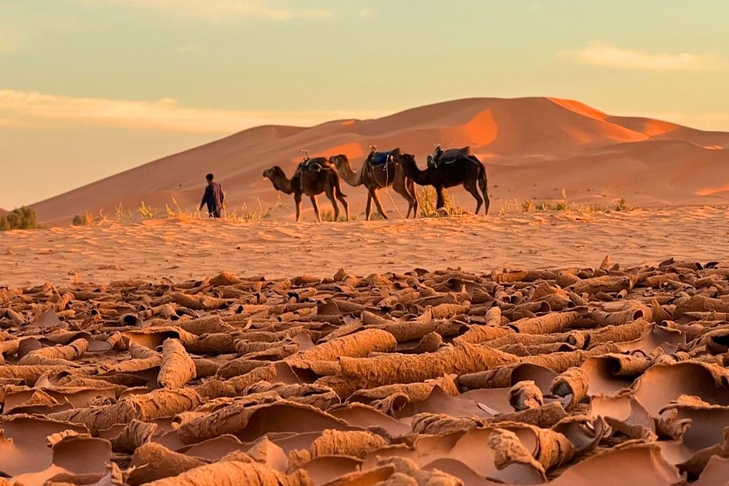 Three camels and their herder walking on golden Sahara dunes at sunset, capturing the essence of Morocco’s desert adventure